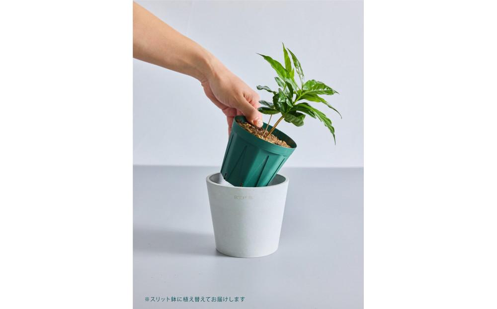 【鉢付き】コーヒーの木 テーブルMサイズ【鉢：トープ】