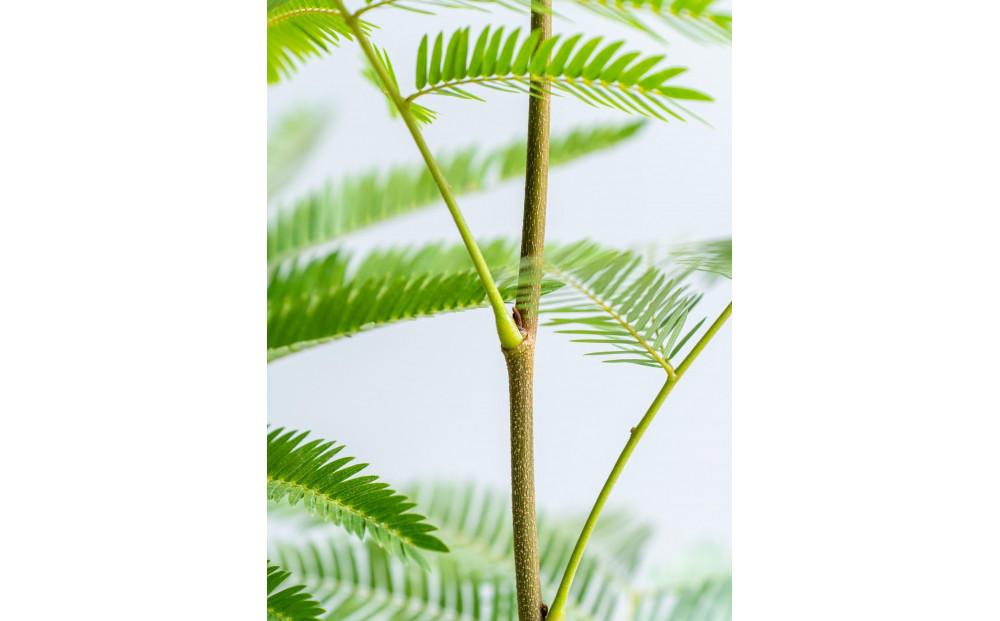 エバーフレッシュ Sサイズ 鉢付き観葉植物 ブルーグレー｜インテリア グリーン 癒し 室内装飾 ギフト｜人気 おすすめ 送料無料｜神奈川県 横浜市