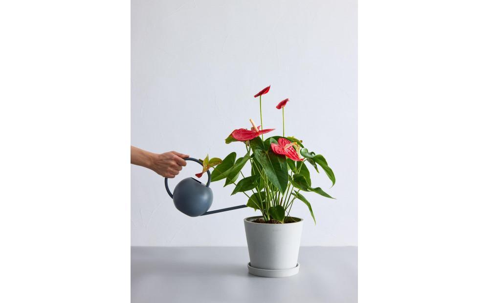 【鉢付き】アンスリウム Sサイズ【鉢：テラコッタ】