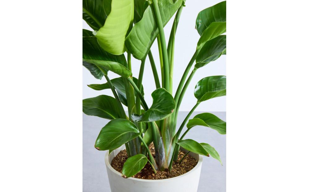 【鉢付き】オーガスタ Lサイズ【鉢：ホワイトグレー】