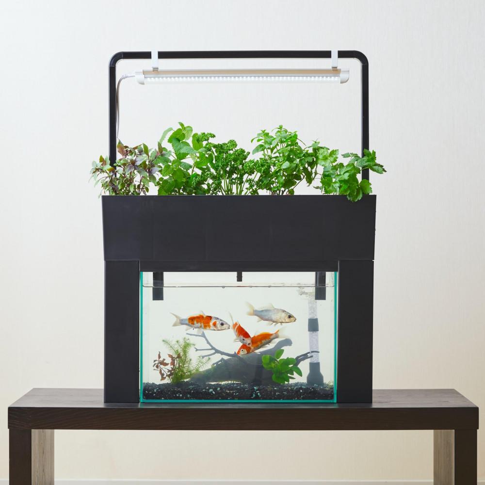 おさかな畑 アクアスプラウトSV 【ブラック】 アクアポニックス 水耕栽培 キット（60HZ）