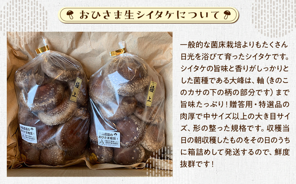 永島農園 おひさま生シイタケ500g入り袋×２袋セット【10月下旬から発送】