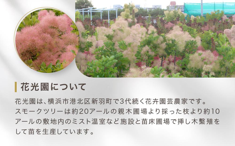 スモークツリー3号ポット苗 4本 おみつくろいセット〈花光園〉｜ガーデニング 園芸 庭木 観葉植物 花 家庭菜園 園芸｜人気 おすすめ 送料無料｜神奈川県 横浜市