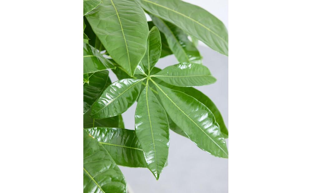 【鉢付き】パキラ ねじり Mサイズ【鉢：ブルーグレー】