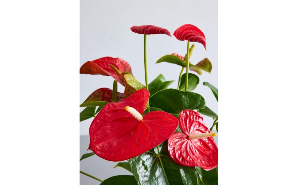 【鉢付き】アンスリウム Sサイズ【鉢：テラコッタ】