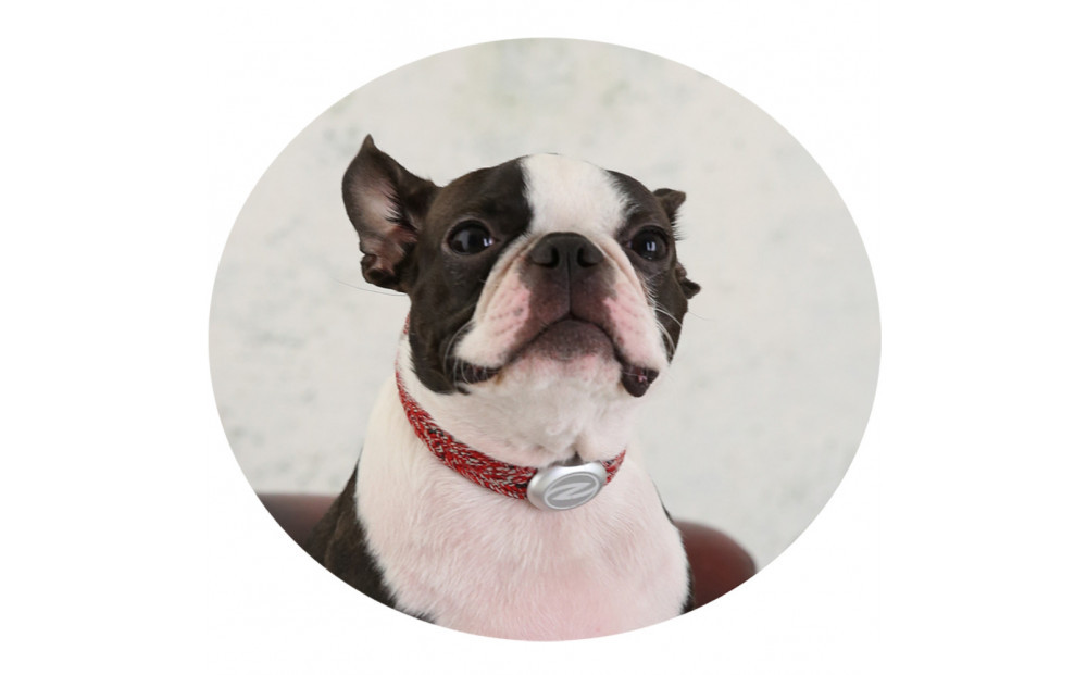 【Size27cm】ザオラル・リカバリーαバンド RD/SI｜横浜市 高機能バンド ペット用アクセサリー