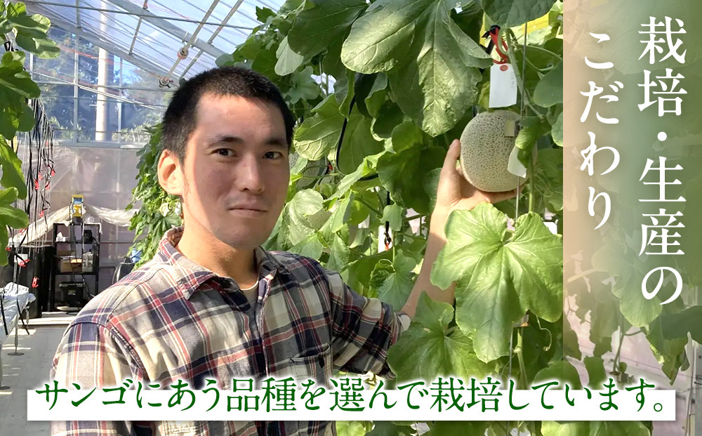 糖度１５度以上！横浜青葉メロン１玉（赤肉または青肉）（7月下旬から発送開始）