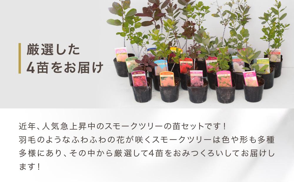 スモークツリー3号ポット苗 4本 おみつくろいセット〈花光園〉｜ガーデニング 園芸 庭木 観葉植物 花 家庭菜園 園芸｜人気 おすすめ 送料無料｜神奈川県 横浜市