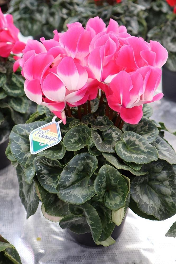 シクラメン　６号鉢　〈神明園〉（12月発送）