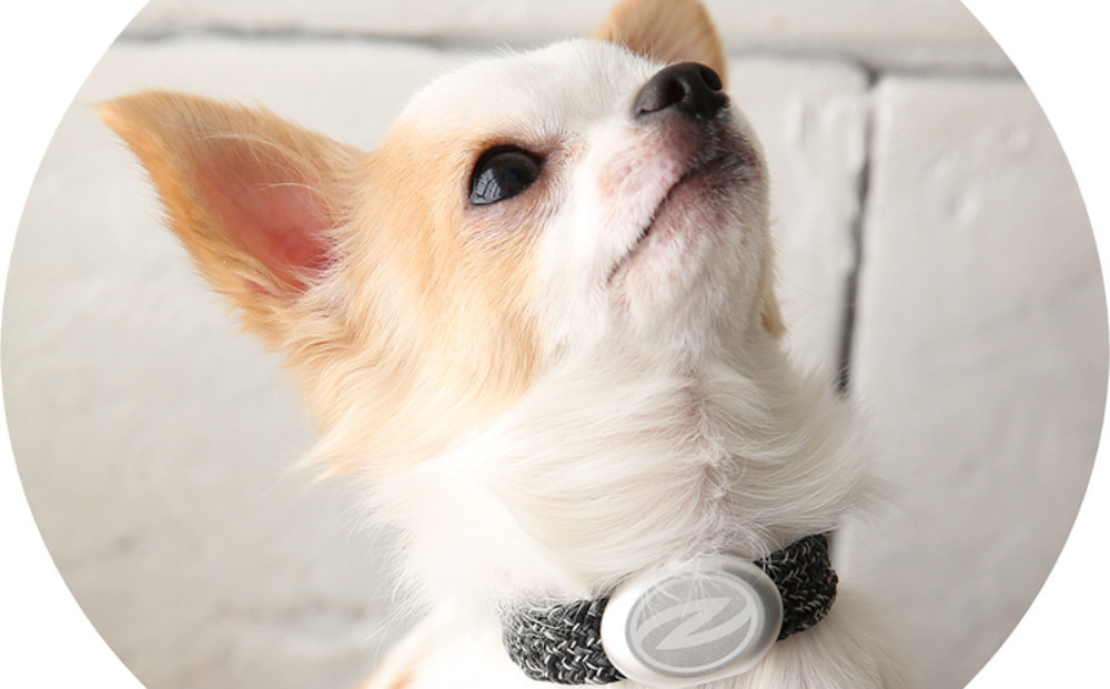 【Size25cm】ザオラル・リカバリーαバンド BK/SI｜横浜市 高機能バンド ペット用アクセサリー