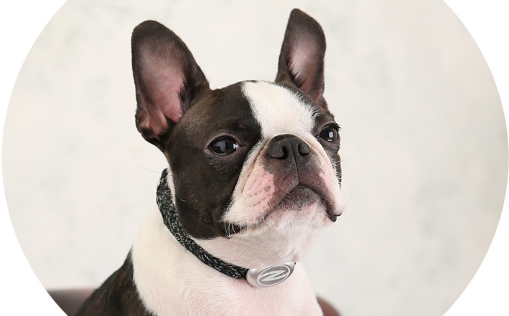 【Size27cm】ザオラル・リカバリーαバンド BK/SI｜横浜市 高機能バンド ペット用アクセサリー