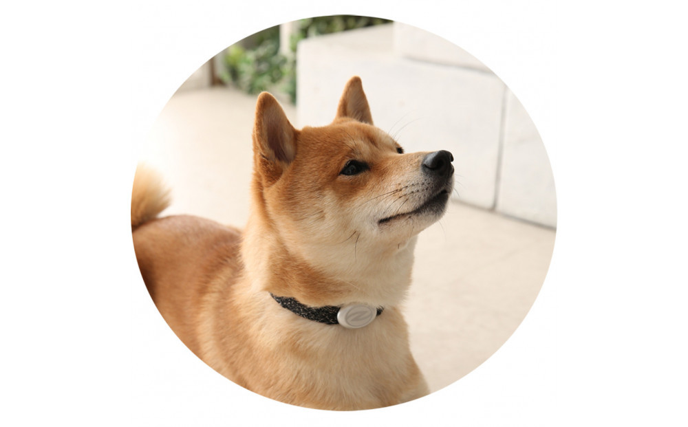 【Size31cm】ザオラル・リカバリーαバンド BK/SI｜横浜市 高機能バンド ペット用アクセサリー