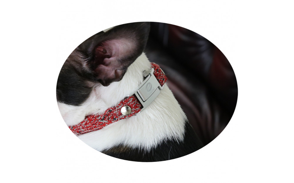 【Size27cm】ザオラル・リカバリーαバンド RD/SI｜横浜市 高機能バンド ペット用アクセサリー