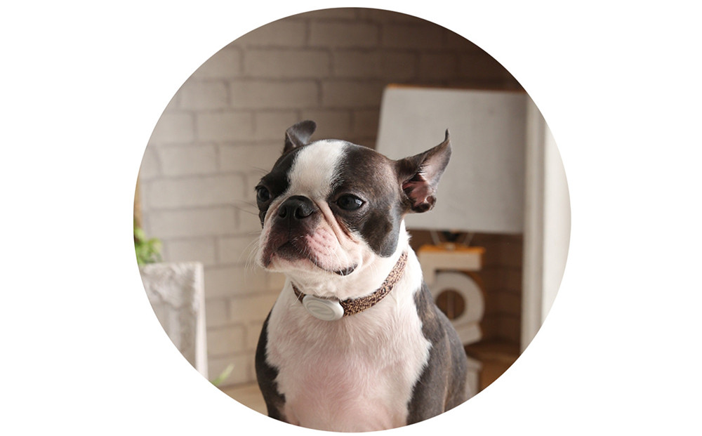 【Size27cm】ザオラル・リカバリーαバンド BR/SI｜横浜市 高機能バンド ペット用アクセサリー