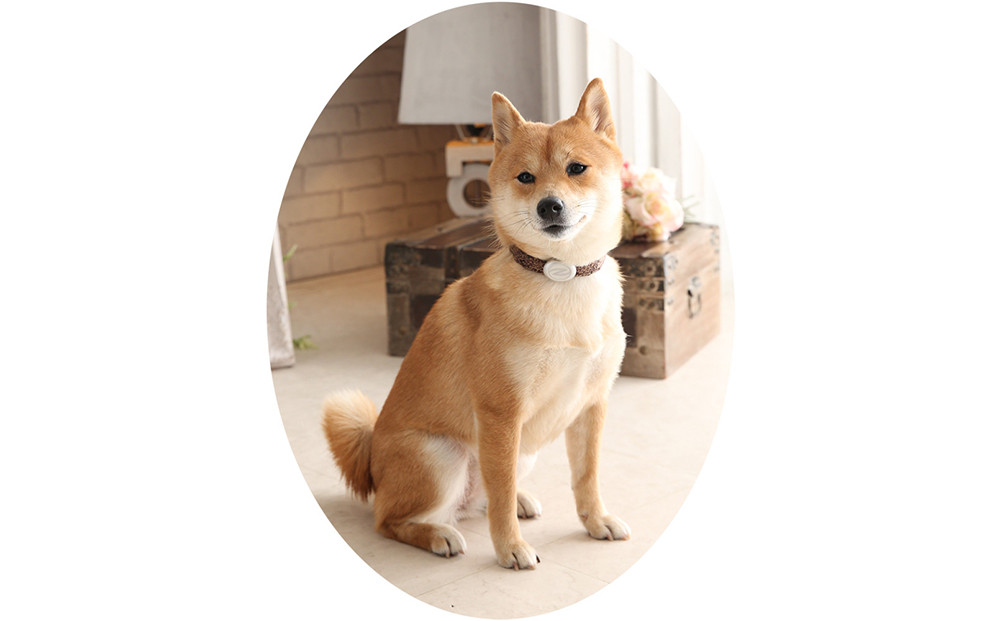 【Size31cm】ザオラル・リカバリーαバンド BR/SI｜横浜市 高機能バンド ペット用アクセサリー