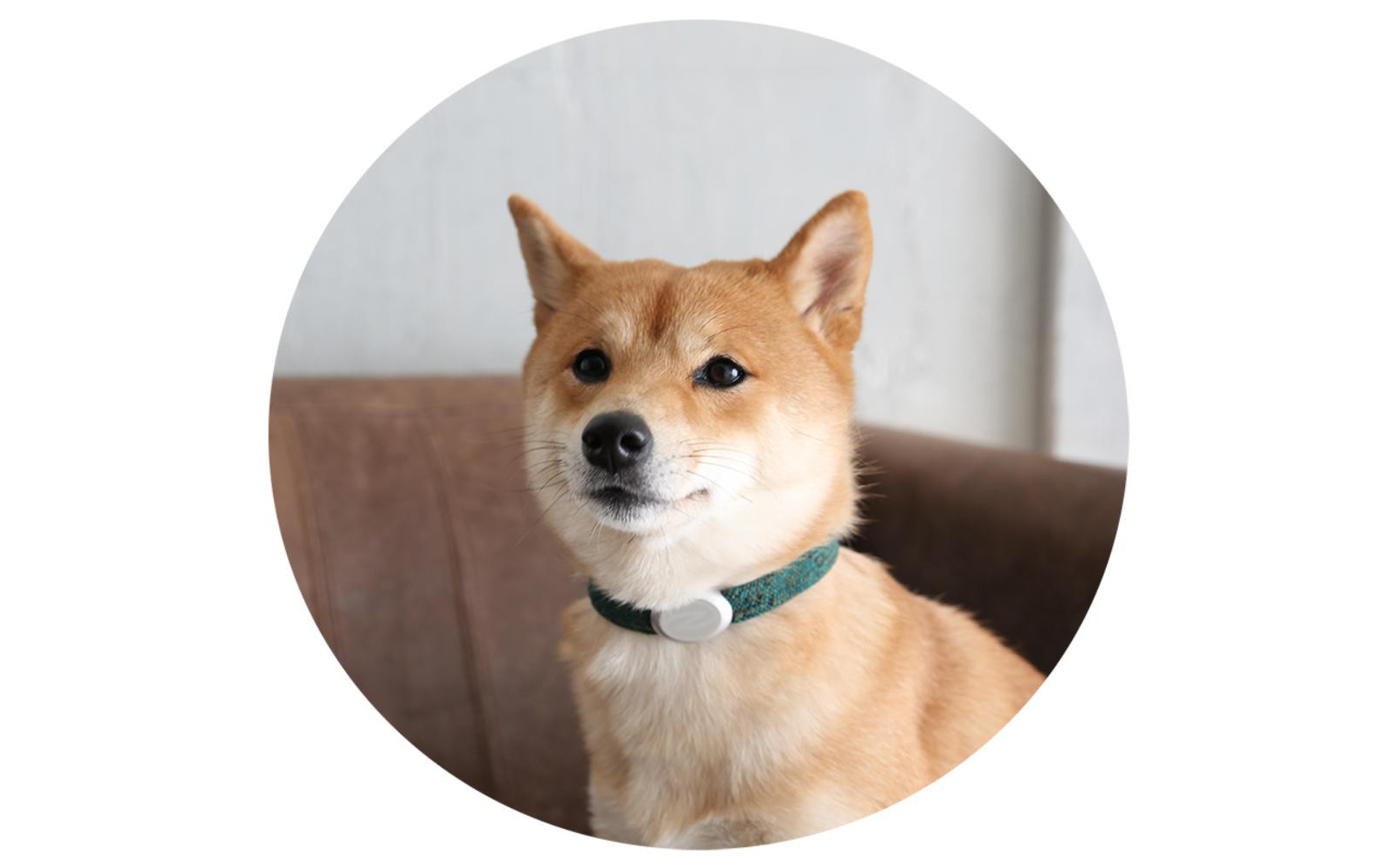 【Sizeオーダーあり】ザオラル・リカバリーαバンド GR/SI｜横浜市 高機能バンド ペットアクセサリーをご希望のサイズでオーダーメイド