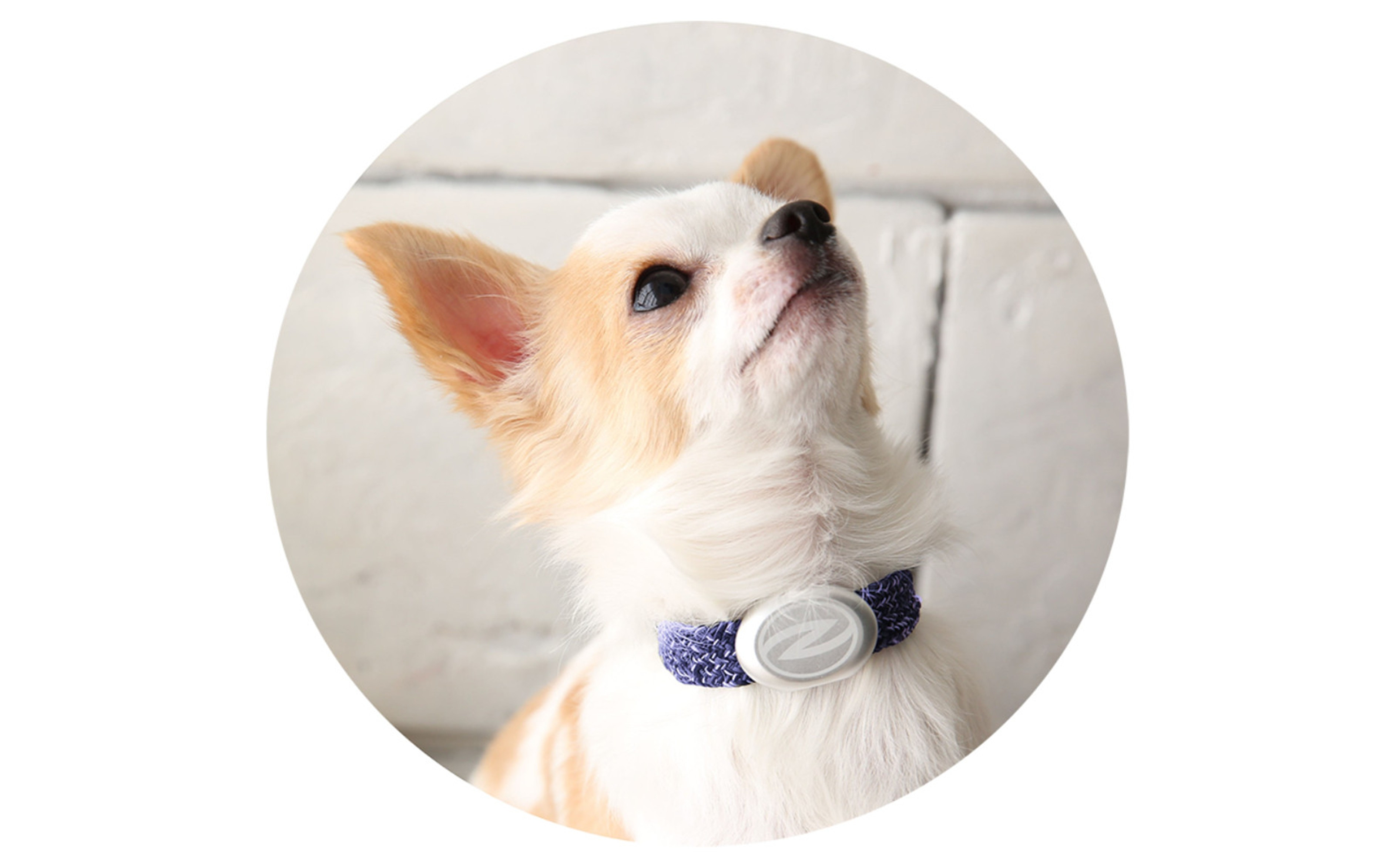 【Size25cm】ザオラル・リカバリーαバンド NV/SI｜横浜市 高機能バンド ペット用アクセサリー