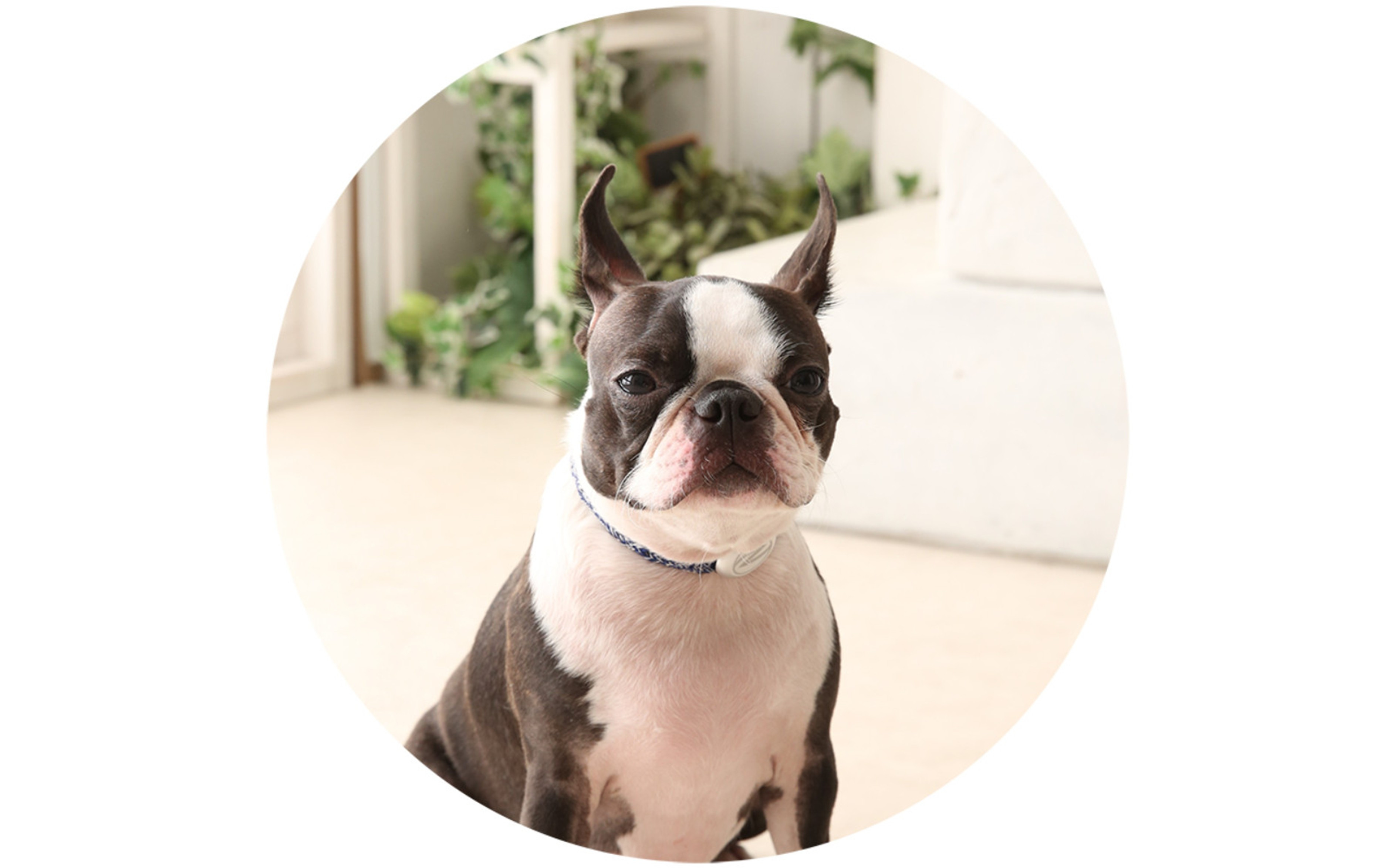 【Size27cm】ザオラル・リカバリーαバンド NV/SI｜横浜市 高機能バンド ペット用アクセサリー