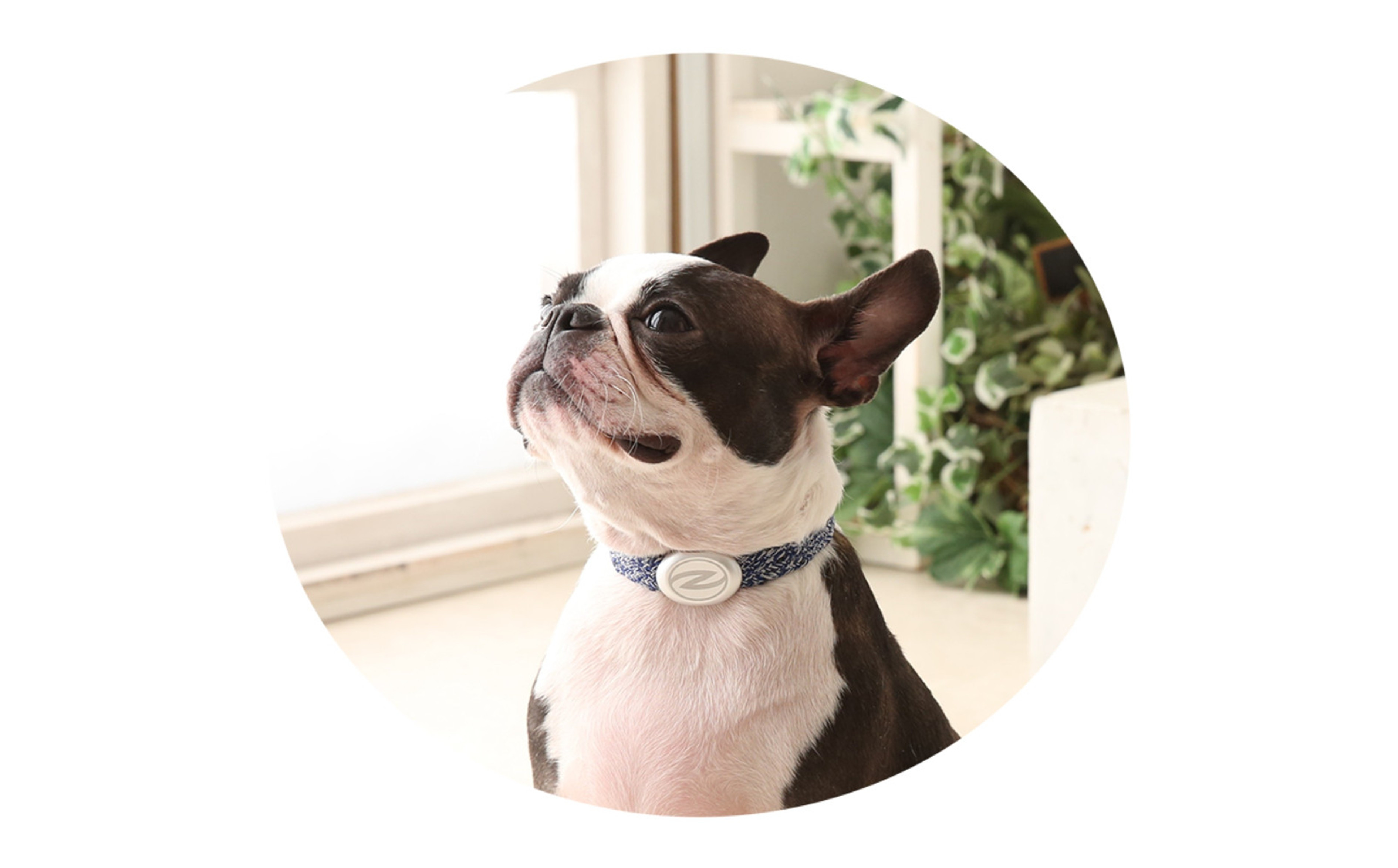 【Size31cm】ザオラル・リカバリーαバンド NV/SI｜横浜市 高機能バンド ペット用アクセサリー