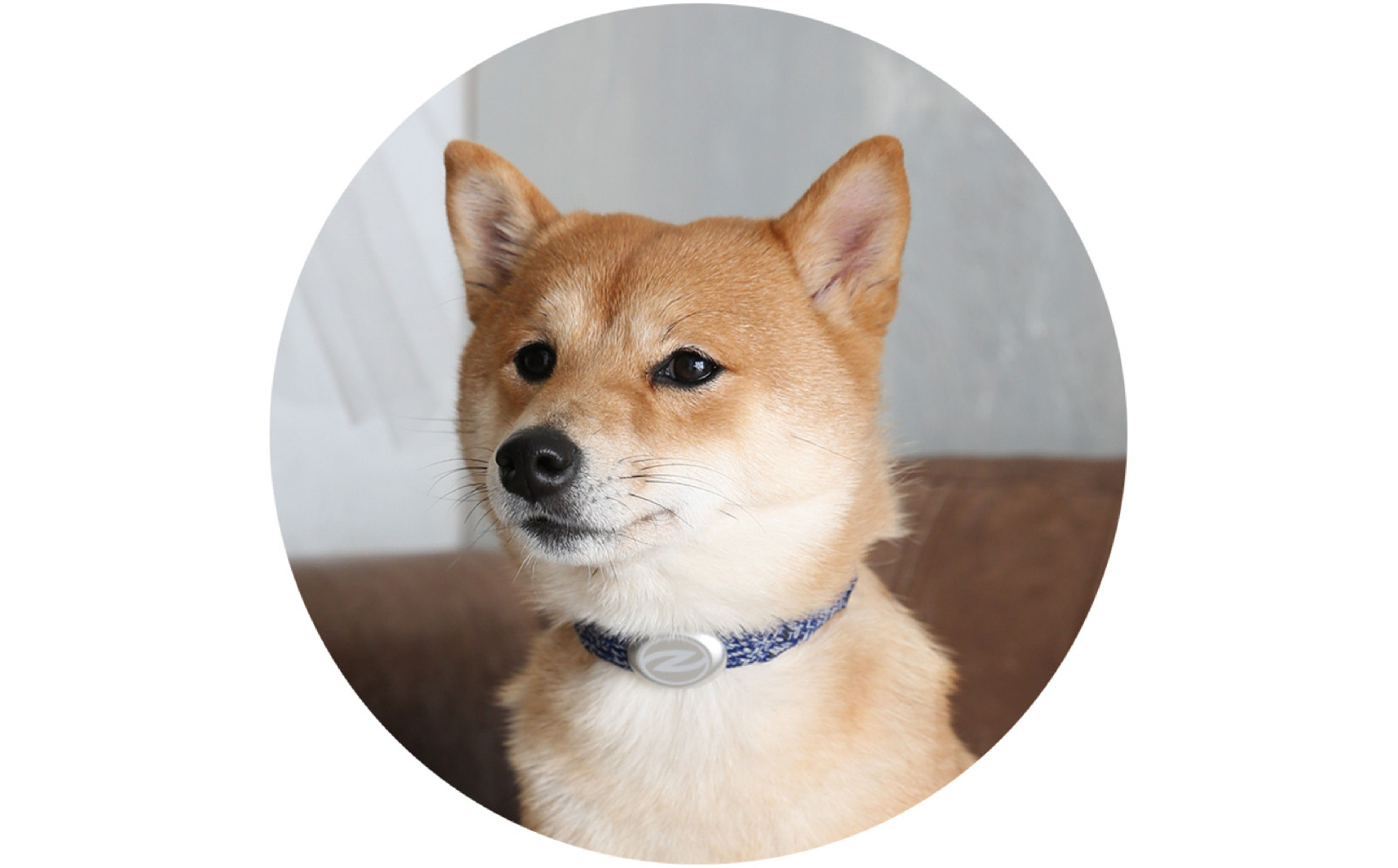 【Sizeオーダーあり】ザオラル・リカバリーαバンド NV/SI｜横浜市 高機能バンド ペットアクセサリーをご希望のサイズでオーダーメイド