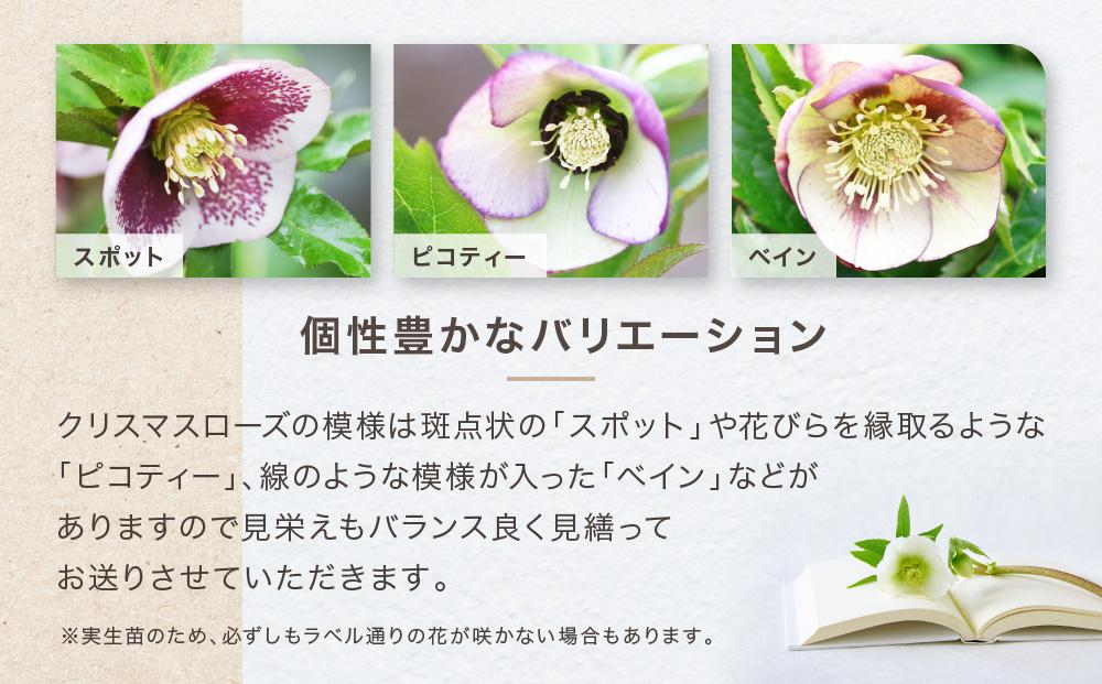 クリスマスローズ3号ポット苗5本おみつくろいセット｜ガーデニング 園芸 植物 花 栽培 鉢植え 庭木｜人気 おすすめ 送料無料｜神奈川県 横浜市