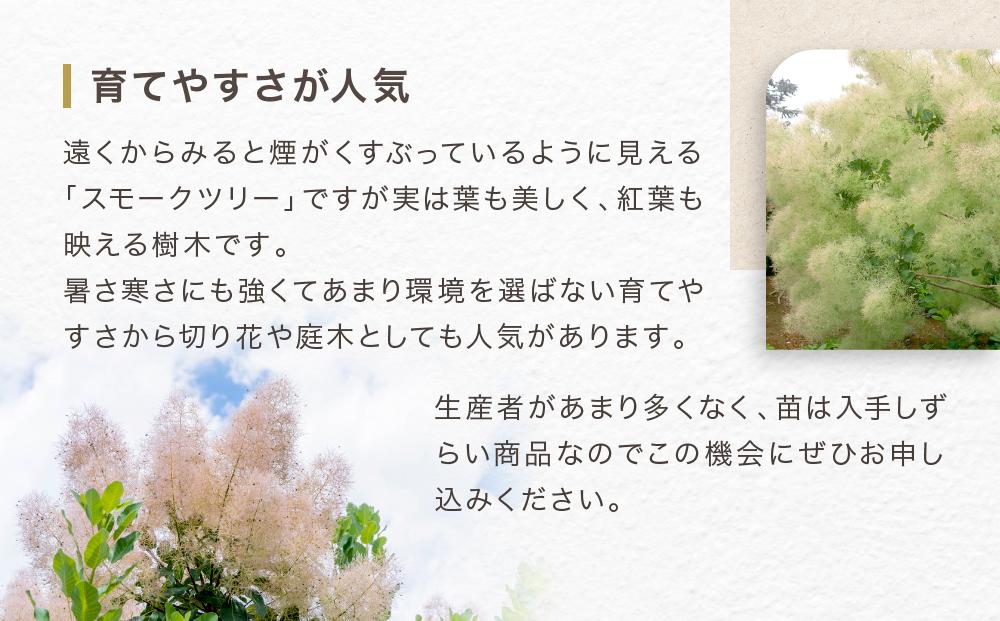 スモークツリー3号ポット苗 4本 おみつくろいセット〈花光園〉｜ガーデニング 園芸 庭木 観葉植物 花 家庭菜園 園芸｜人気 おすすめ 送料無料｜神奈川県 横浜市