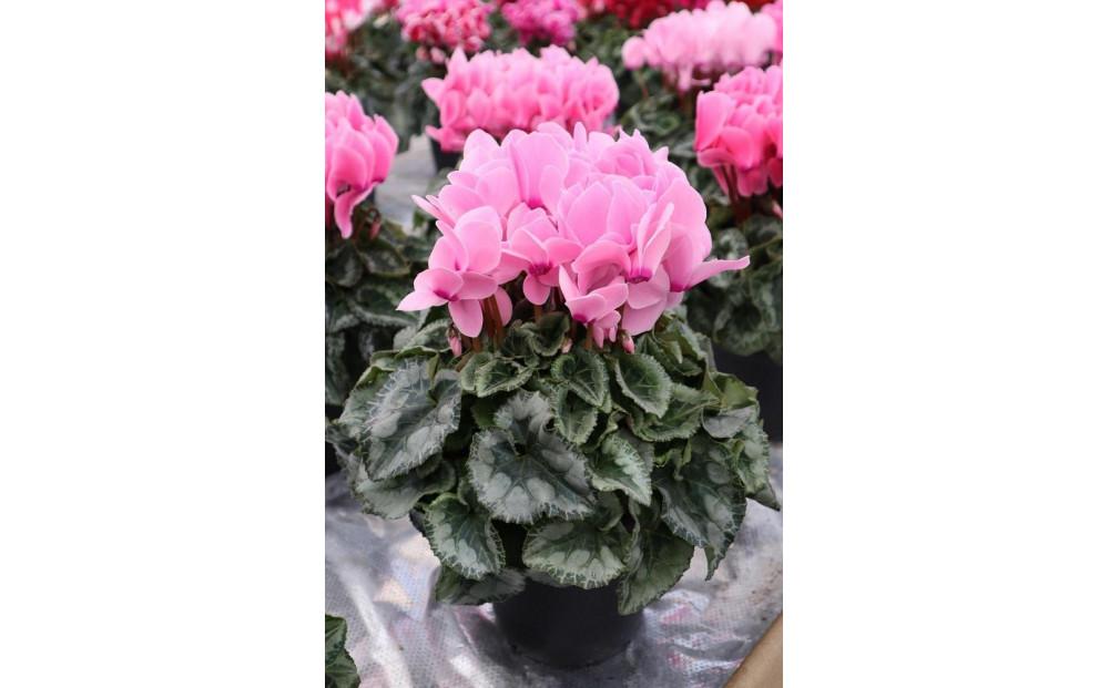 シクラメン　６号鉢　〈神明園〉（12月発送）