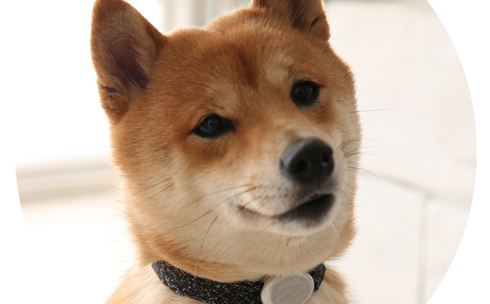 【Size27cm】ザオラル・リカバリーαバンド BK/SI｜横浜市 高機能バンド ペット用アクセサリー