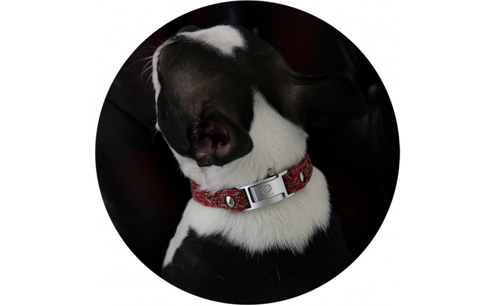 【Size25cm】ザオラル・リカバリーαバンド RD/SI｜横浜市 高機能バンド ペット用アクセサリー