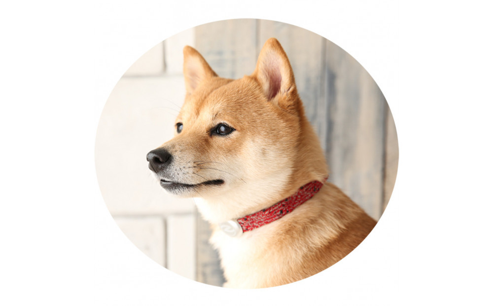 【Sizeオーダーあり】ザオラル・リカバリーαバンド RD/SI｜横浜市 高機能バンド ペットアクセサリーをご希望のサイズでオーダーメイド