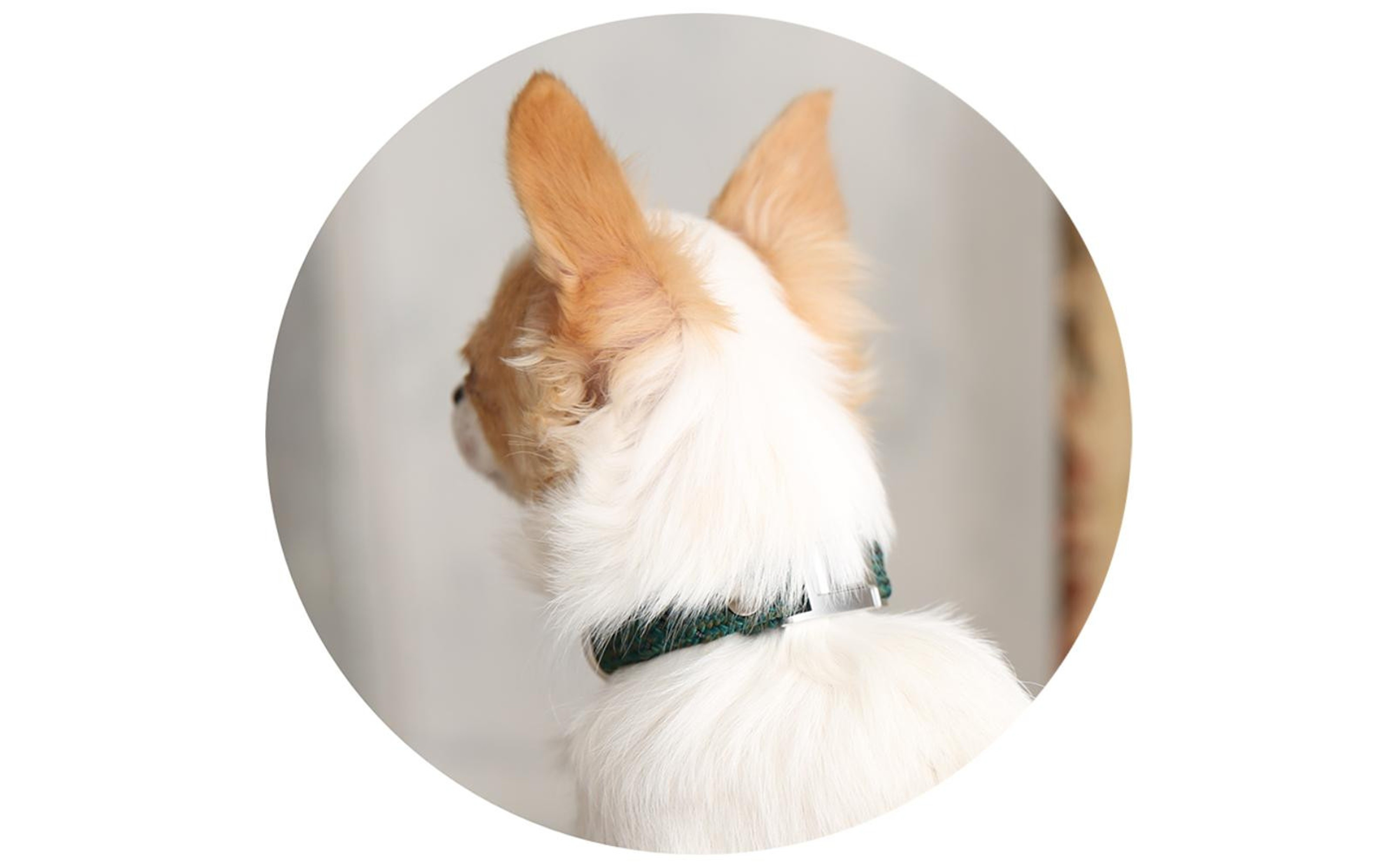 【Size25cm】ザオラル・リカバリーαバンド GR/SI｜横浜市 高機能バンド ペット用アクセサリー