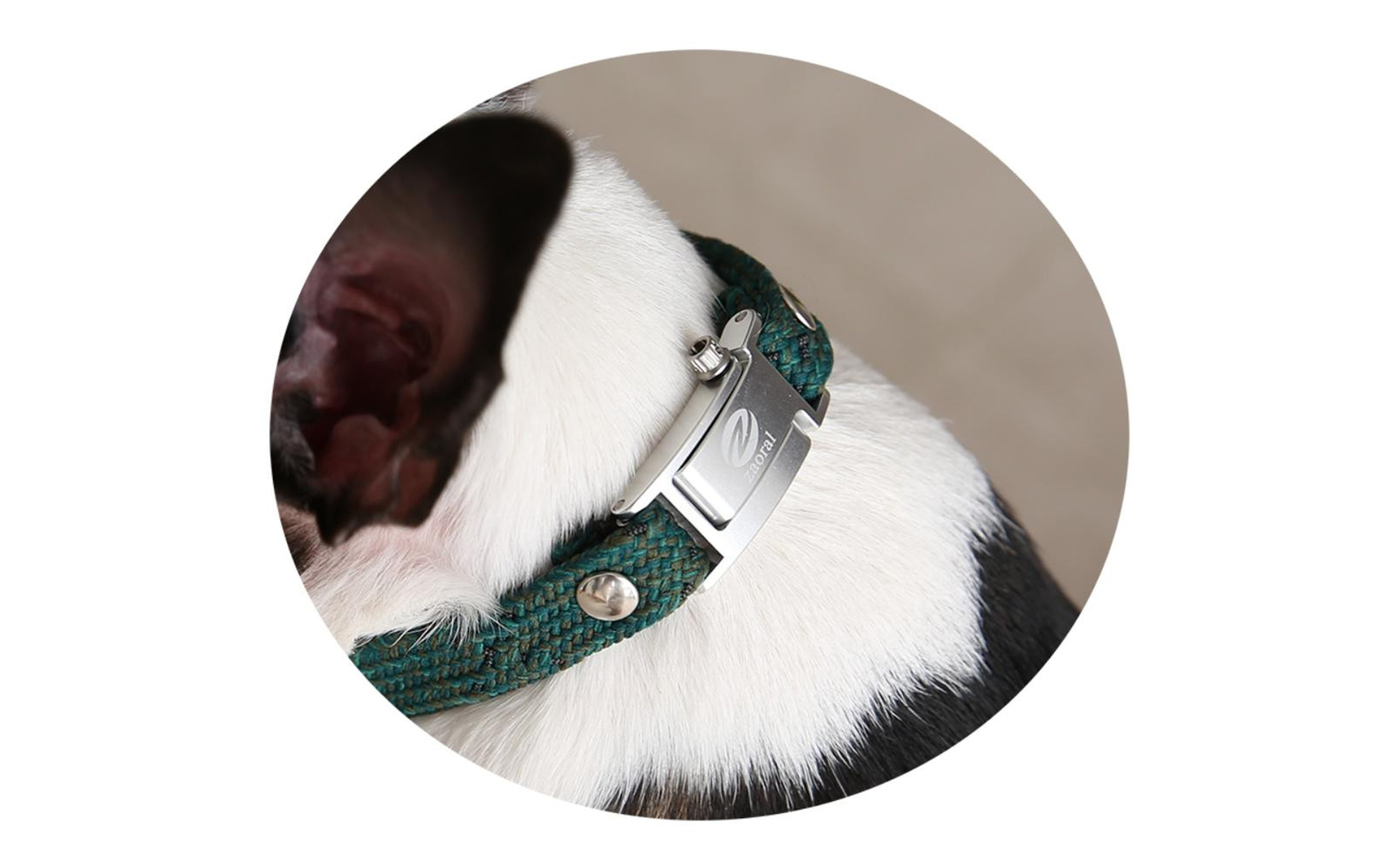 【Size29cm】ザオラル・リカバリーαバンド GR/SI｜横浜市 高機能バンド ペット用アクセサリー