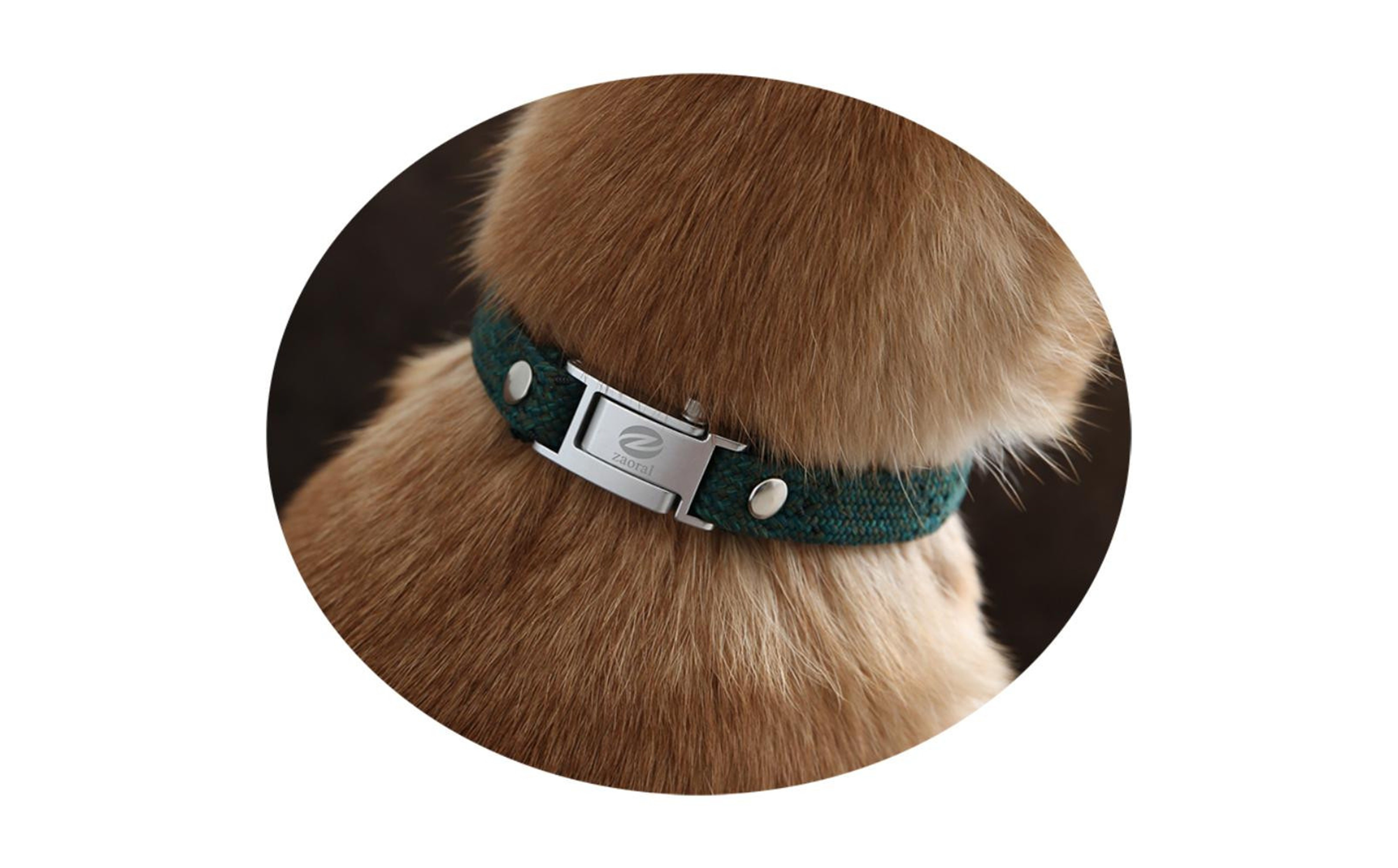 【Sizeオーダーあり】ザオラル・リカバリーαバンド GR/SI｜横浜市 高機能バンド ペットアクセサリーをご希望のサイズでオーダーメイド