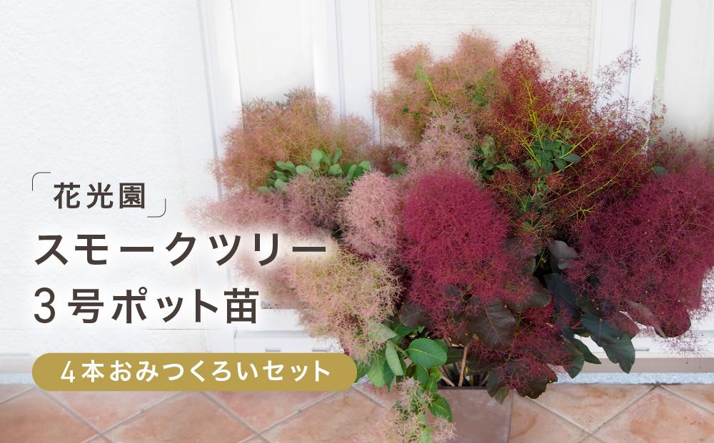 スモークツリー3号ポット苗 4本 おみつくろいセット〈花光園〉｜ガーデニング 園芸 庭木 観葉植物 花 家庭菜園 園芸｜人気 おすすめ 送料無料｜神奈川県 横浜市
