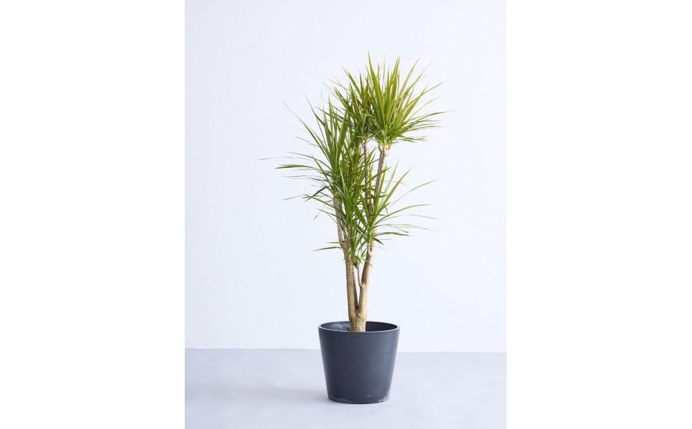 【鉢付き】ドラセナ・コンシンネ Lサイズ【鉢：ブラック】