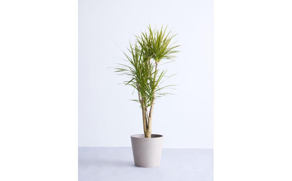 【鉢付き】ドラセナ・コンシンネ Lサイズ【鉢：トープ】