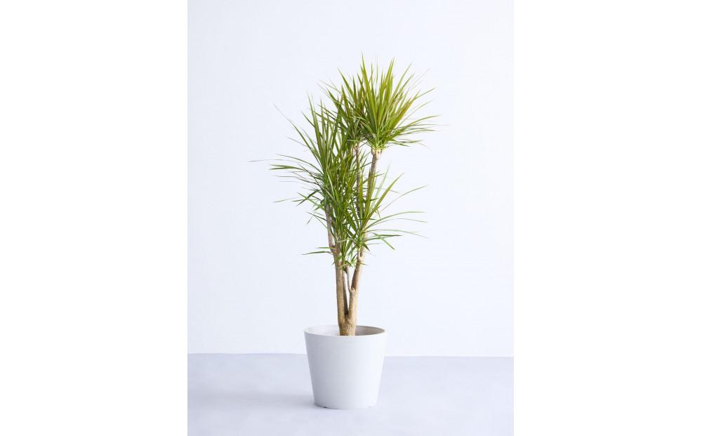 【鉢付き】ドラセナ・コンシンネ Lサイズ【鉢：ホワイトグレー】