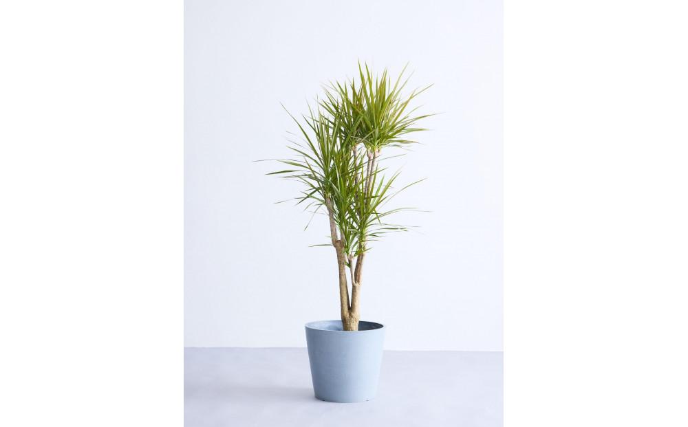 【鉢付き】ドラセナ・コンシンネ Lサイズ【鉢：ブルーグレー】