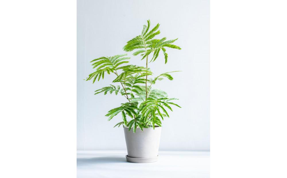 エバーフレッシュ Sサイズ 鉢付き観葉植物 トープ｜インテリア グリーン 癒し 室内装飾 ギフト｜人気 おすすめ 送料無料｜神奈川県 横浜市