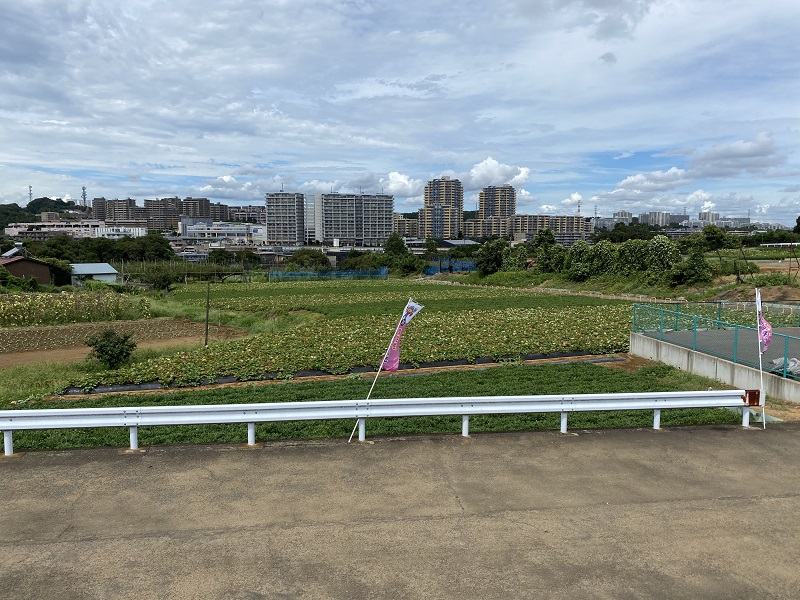 サツマイモ掘り体験チケット（６株分）