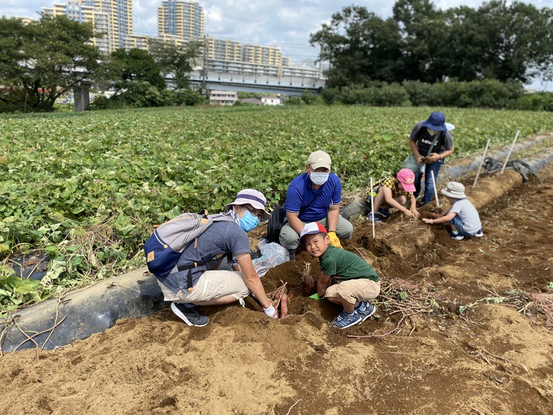サツマイモ掘り体験チケット（６株分）