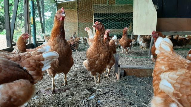 【定期便：6か月】単なる平飼いではない究極の卵『わたしたちのぷらいどたまご』3パック（30個）セット