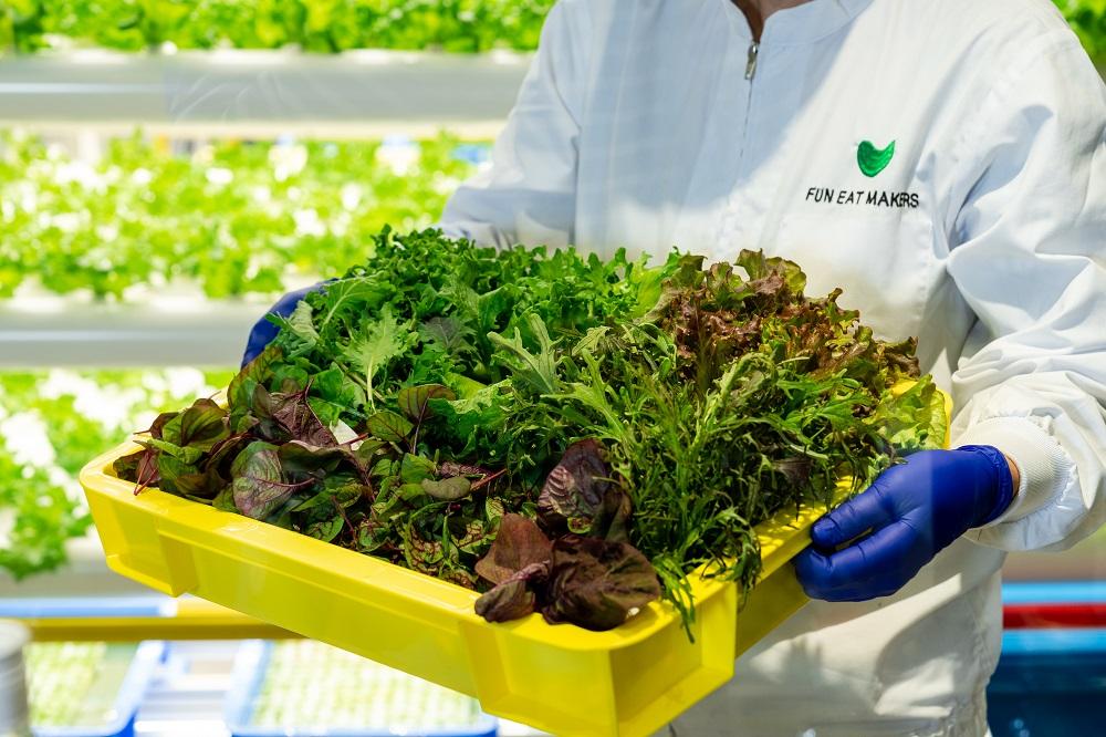 ミシュランシェフ御用達 鮮度2週間 無農薬6種リーフ500g