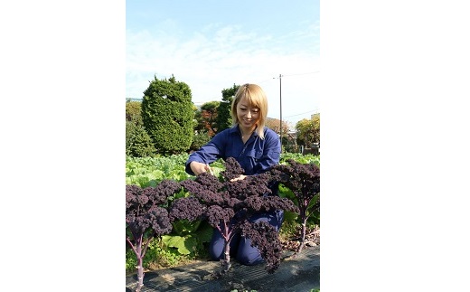 川崎市市内産新鮮野菜・農産物詰め合わせ