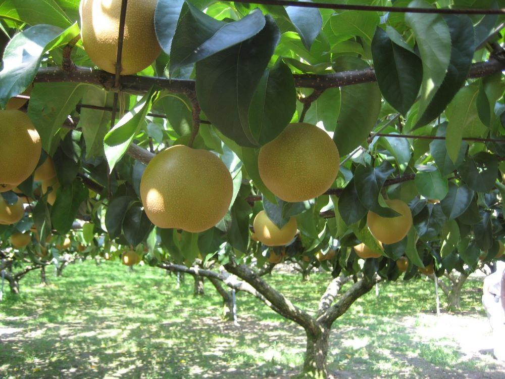 【2026年夏配送】多摩川梨５ｋｇ詰め合わせ