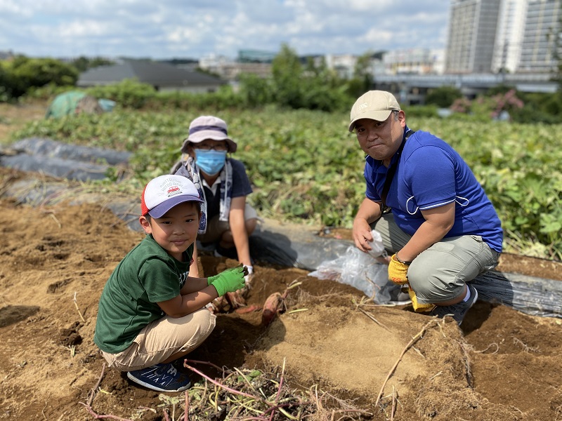 サツマイモ掘り体験チケット（６株分）