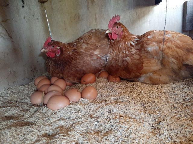【定期便：6か月】単なる平飼いではない究極の卵『わたしたちのぷらいどたまご』3パック（30個）セット