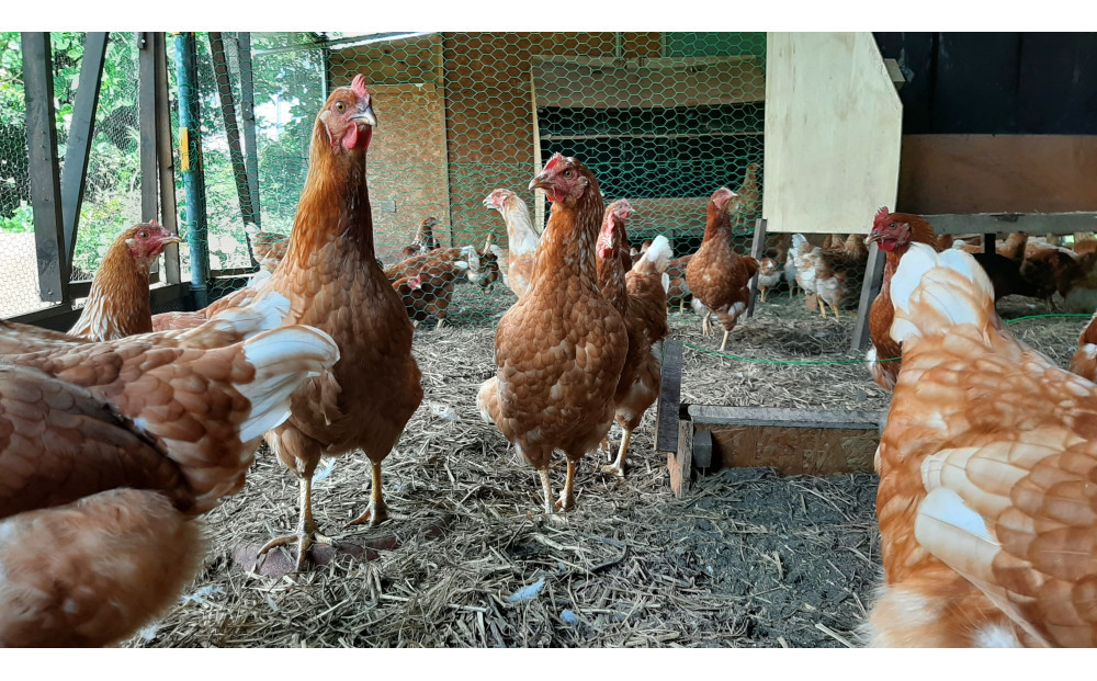 【定期便：12か月】単なる平飼いではない『わたしたちのぷらいどたまご』6パック（60個）セット