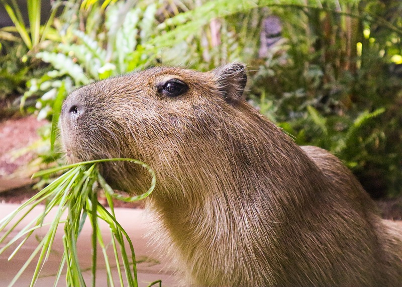 カワスイ 川崎水族館ペアチケット