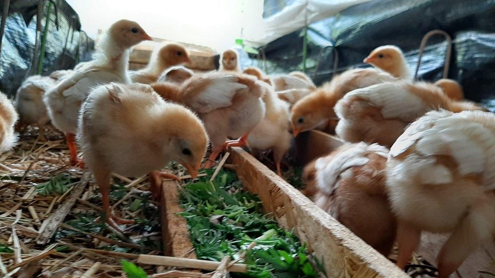 【定期便：6か月】単なる平飼いではない究極の卵『わたしたちのぷらいどたまご』3パック（30個）セット